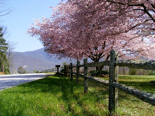 Springtime in Georgia