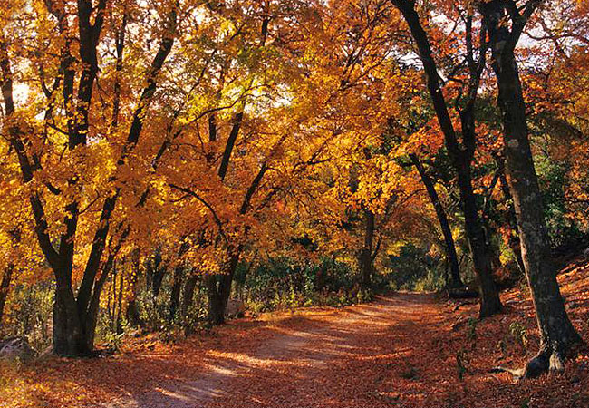 Lost Maples State Natural Area - Texas