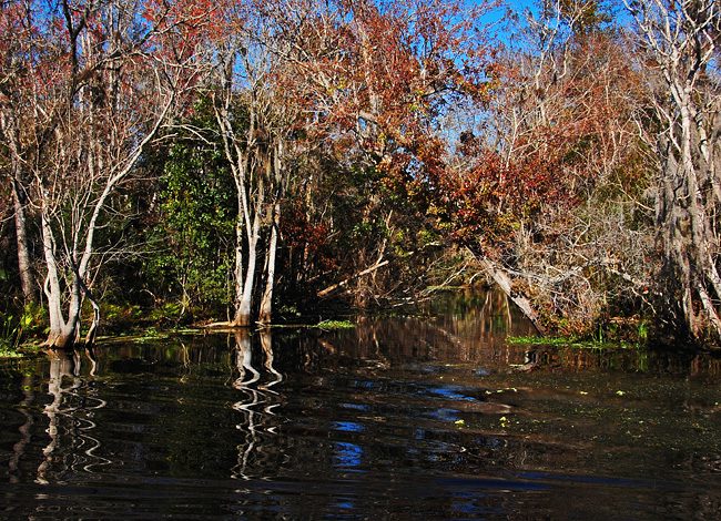 Hollow Cypress Creek - Deleon Springs, Florida