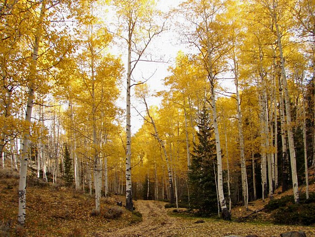 Rio Grande National Forest - Colorado