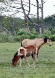 Assateague Ponies