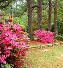 Red Formosa Azaleas