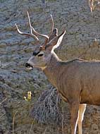 Badlands Buck - Theodore Roosevelt National Park