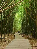 Bamboo Forest - Pipiwai Trail, Haleakala National Park, Hawaii