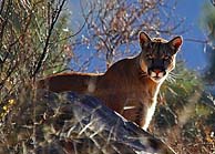 Big Bend Mountain Lion