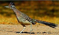 Big Bend Roadrunner