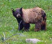 Ursus Americanus - Manti-La Sal National Forest, Utah