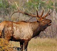 Bull Elk - Wyoming