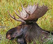 Bull Moose - Wyoming