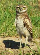 Burrowing Owl - Badlands National Park, South Dakota