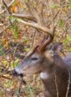 Carolina Buck