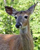 Whitetail Doe - Canaveral Marshes, Brevard County, Florida