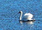 Swan - Cape May Point State Park