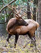 Young Elk  - Cataloochee Valley, North Carolina