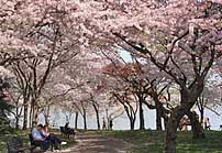 Cherry Blossoms - Washington DC