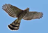Copper's Hawk - Chiricahua Mountains, Portal, Arizona