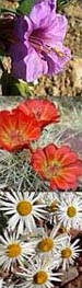 Clear Creek Flower Collage - Grand Canyon