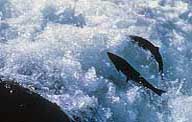 Coho Salmon ascending the Cascade - NPS