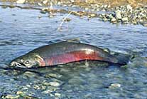 Coho Spawning in the Sol Duc River - NPS