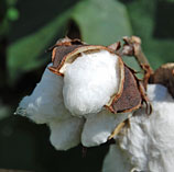 Cotton Boll
