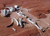 Coyote Buttes, The End