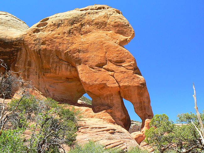 Mastodon Double Arch