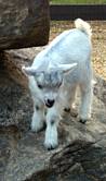 Petting Zoo Kid