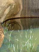 Water Hole - New Mexico