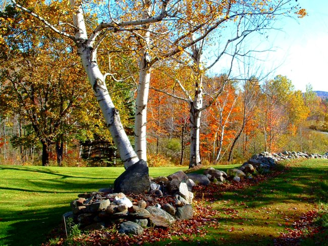 Vermont Stone Fences