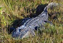 Florida alligator