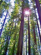 Giant Redwoods - Humbolt County, California