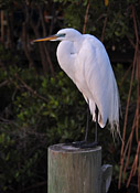 Great Egret
