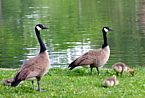 Greenville Geese