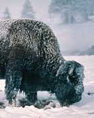 Gros Ventre Wilderness Buffalo