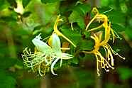 Honeysuckle