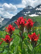 Indian Paintbrush - Snowmass-Maroon Bells Wilderness, Colorado