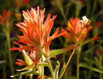 Indian Paintbrush Detail - courtesy NPS