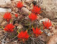 Indian Paintbrush cluster - courtesy NPS