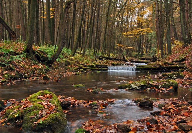 Swift Run in the Snyder Middleswarth Natural Area - Troxelville, Pennsylvania