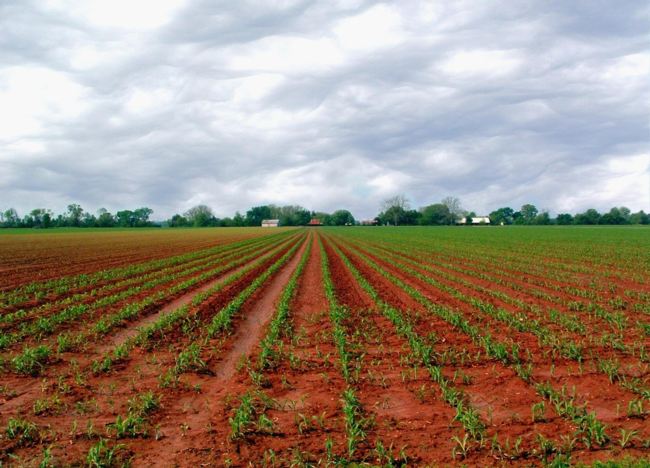 Mississippi Delta Farmland - Louisiana
