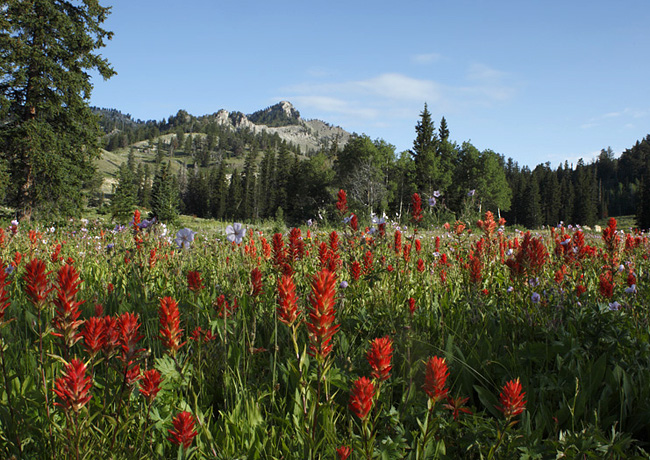Logan Canyon Byway - Tony Grove Lake Area - Utah