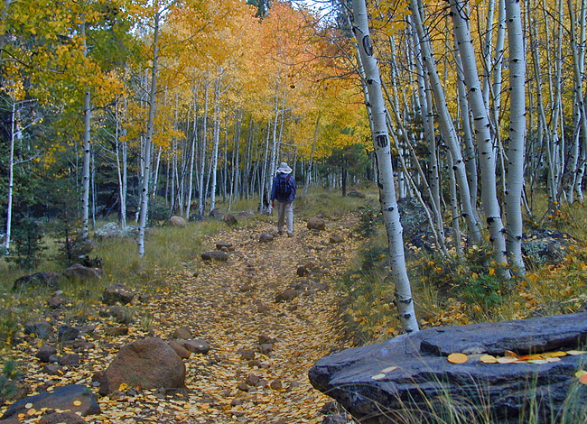 Kachina Leaf Lane - Kachina Peaks Wilderness, Arizona