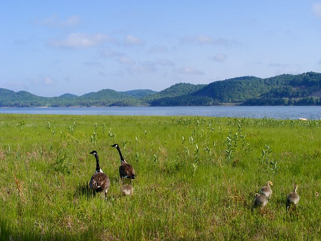 Cave Run Lake