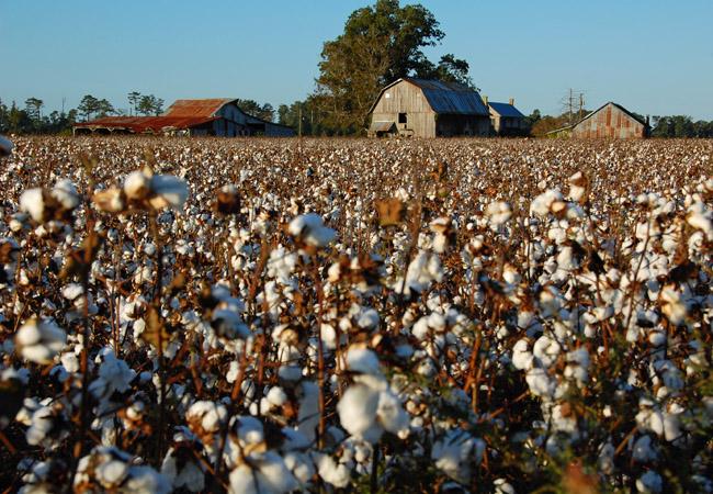 Cotton fields on a Pasquotank County Farm -  North Carolina