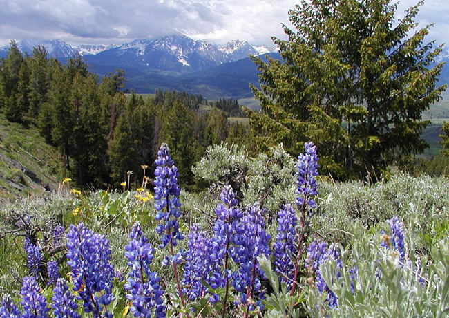 Ute Pass - Divide, Colorado