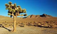 JoshuaTree - Death Valley National Park