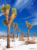 Joshua Trees - Joshua Tree National Park, California