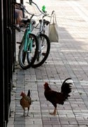 Mallory Square 
Bikes & Chickens
