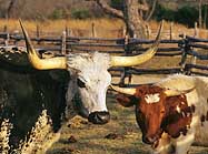 Texas Longhorns - LBJ  Ranch, Texas