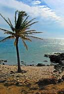 Coconut Palm - Lapakahi State Historic Park, Hawaii